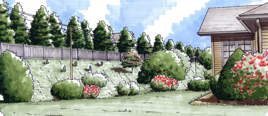 LVHN Landscape Buffer