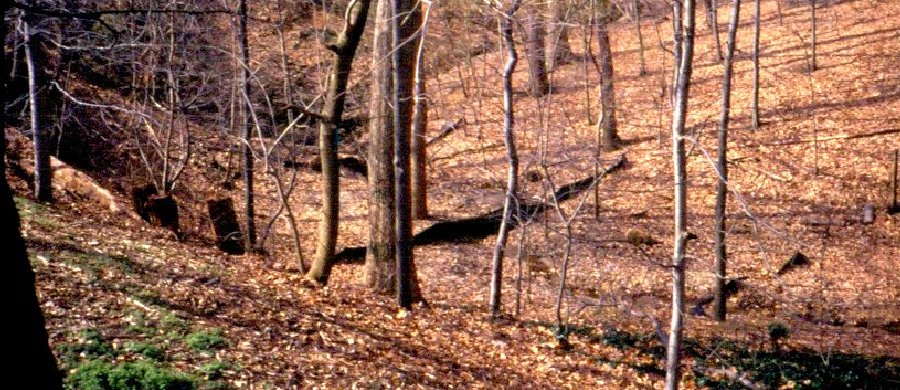 Washington National Cathedral